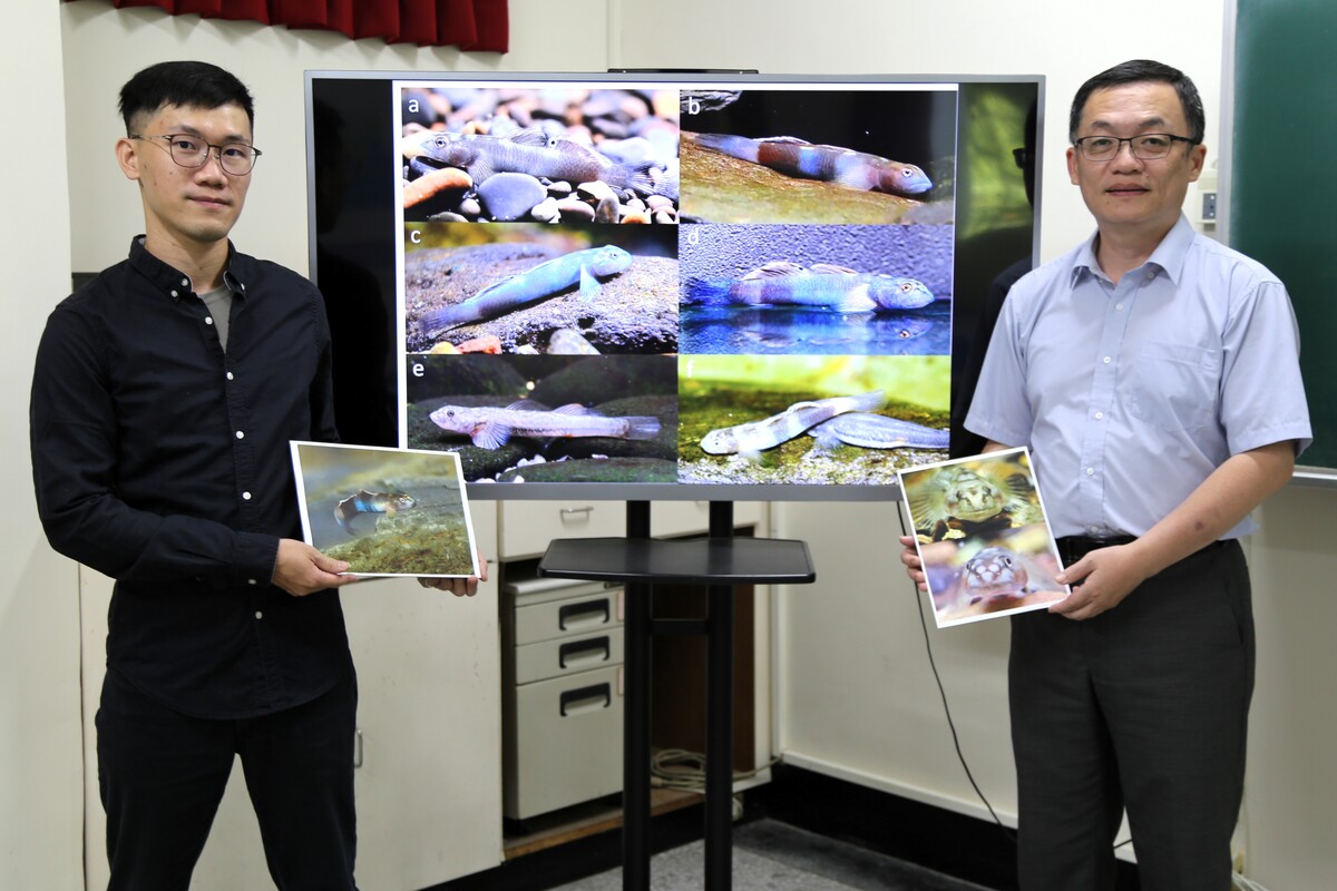 新種魚命名致敬原民紋面文化　中山大學發現「紋面韌鰕虎」(另開新視窗/jpg檔)圖片