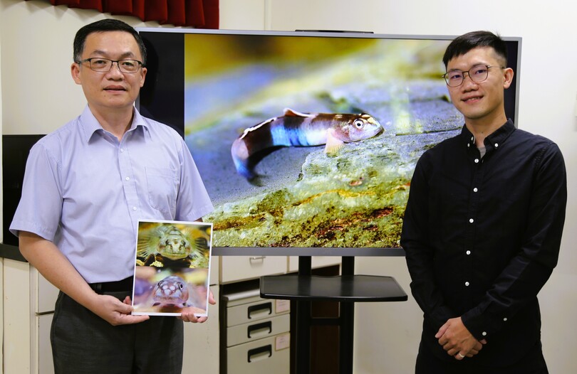 新種魚命名致敬原民紋面文化　中山大學發現「紋面韌鰕虎」