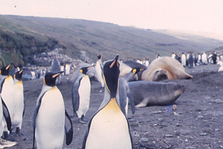陳鎮東赴南極海域做研究時拍下成群的企鵝。(另開新視窗/jpg檔)