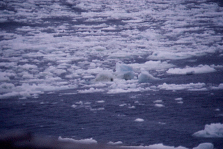 陳鎮東拍下海上浮冰，罕見的南極風光。(另開新視窗/jpg檔)