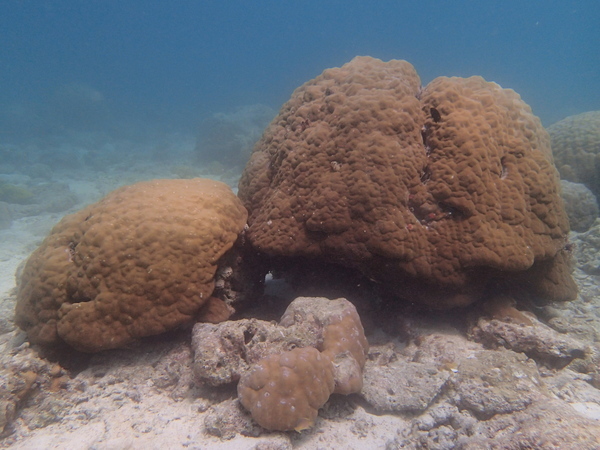 團塊微孔珊瑚(另開新視窗/jpg檔)