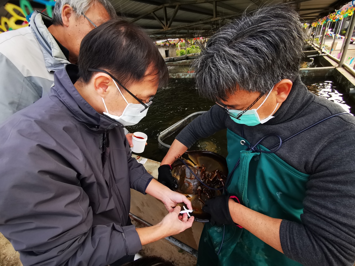 張懿（左）替臺灣三棘鱟植入動物晶片以進行檢測作業(另開新視窗/jpg檔)圖片
