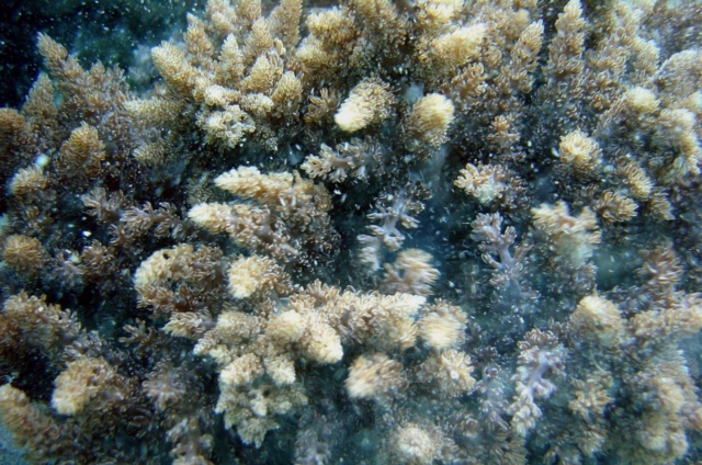 覆瓦刺冠軟珊瑚(Capnella imbricata)(另開新視窗/jpg檔)圖片
