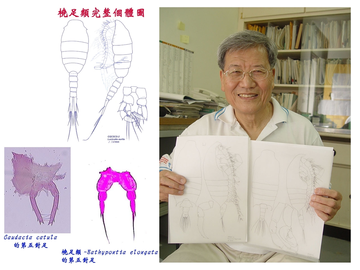 國立中山大學海洋資源學系客座教授石長泰，目前積極編撰台灣大陸沿海第一本橈足類圖鑑，預計明年初可付梓問世，將提供海洋研究更精確的資訊。左方三圖為橈足類標本。(另開新視窗/jpg檔)圖片